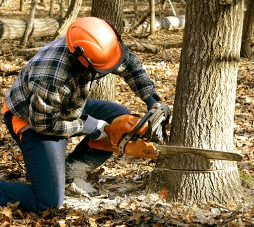 Tree Removal in Cascade, VA